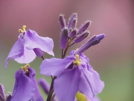 スミレの花 春 やさしい スミレの花 春 やさしいの写真