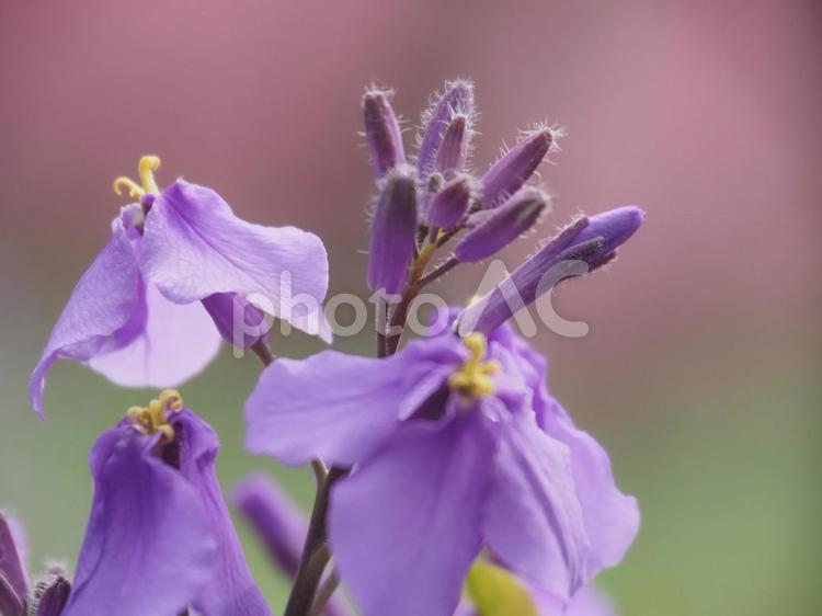 スミレの花　春　やさしい スミレ,ムラサキ,花の写真素材