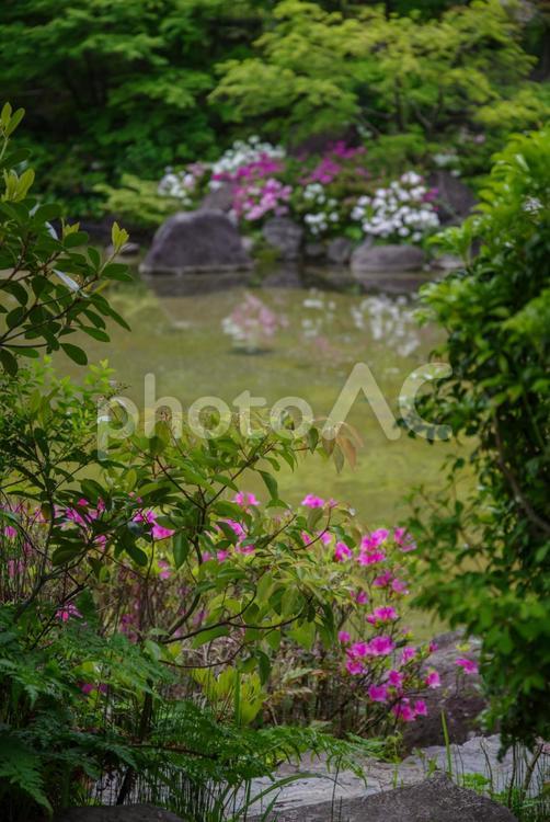 ツツジが日本庭園の池の周辺に柵 ツツジ,檜町公園,赤坂の写真素材