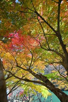庄川・水記念公園の紅葉 紅葉,青空,観光地の写真素材