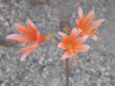 【花の写真】庭に咲くキツネノカミソリ 【花の写真】庭に咲くキツネノカミソリの写真