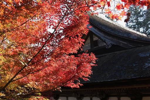 お寺と紅葉 お寺と紅葉の写真