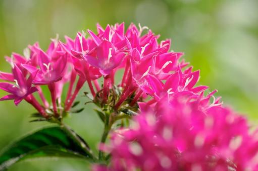 ペンタス⑸の写真