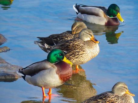 早朝の川で佇むマガモのファミリー 早朝の川で佇むマガモのファミリー マガモ,鳥,生き物の写真素材