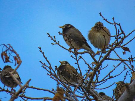 Starlings on a tree branch, JPG Starlings on a tree branch, JPG