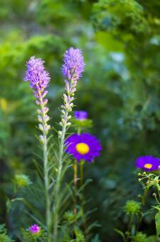 Garden with purple flowers, fleurs, fleurs violettes, les fleurs fleurissent, JPG