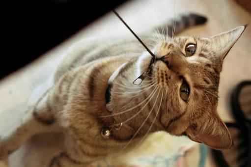 遊ぶ猫のアップ 遊ぶ猫のアップの写真