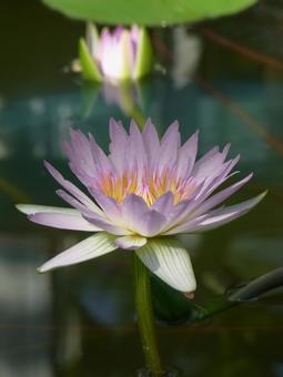 Photo, water lily, flower, plant, 