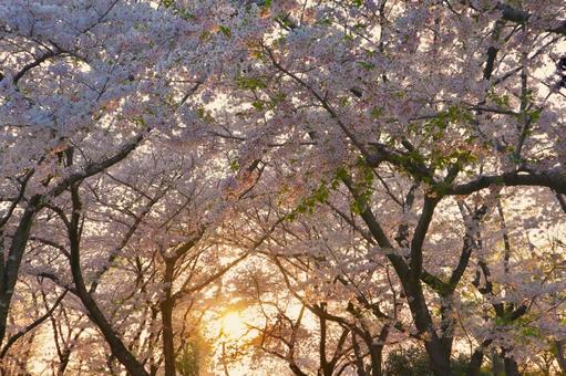 夕方の桜並木 夕方の桜並木 桜,春,花の写真素材