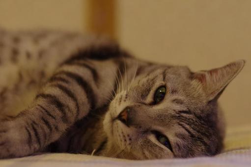 猫 ネコ 眠気まなこ ペット 動物 猫 ネコ 眠気まなこ ペット 動物の写真