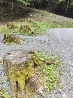 切り株 切り株,切株,山の写真素材