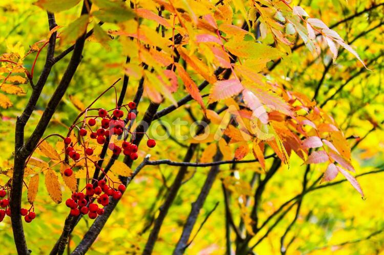 紅葉　山　秋　木 山,10月,紅葉の写真素材