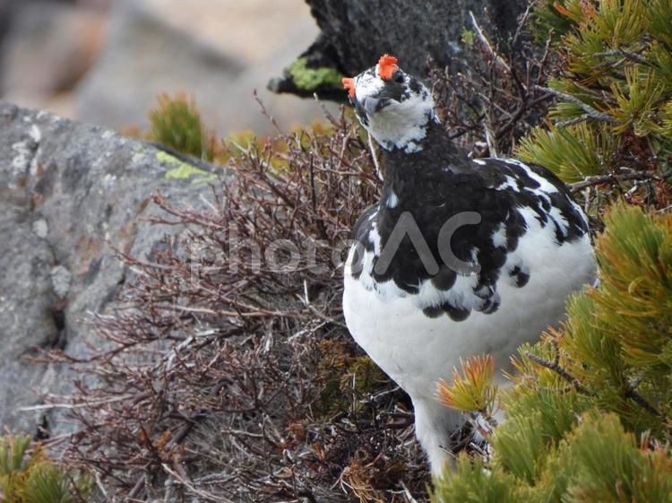 雪の御嶽山で警戒する雄のライチョウ ライチョウ,雄,御嶽山の写真素材