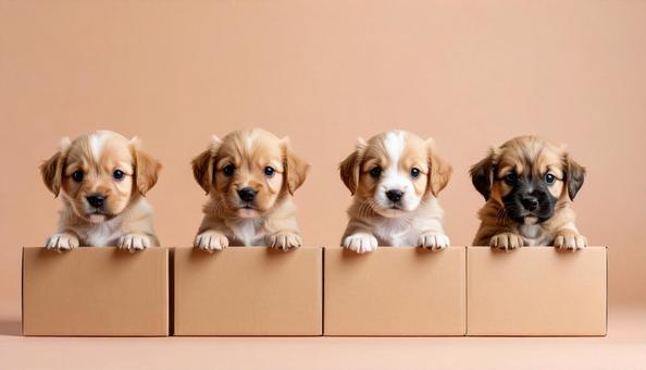 たくさんの仔犬が並ぶポートレート たくさんの仔犬が並ぶポートレートの写真