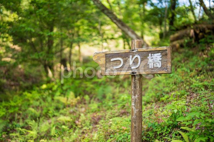 森林の中の道標 日陰,木陰,生態の写真素材