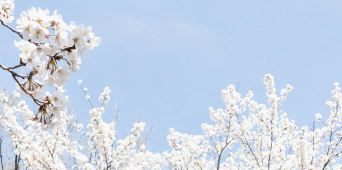 桜の花と青空 桜の花と青空の写真