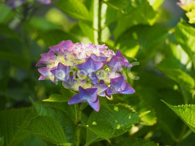 紫陽花　青と紫のグラデーション② アジサイ,あじさい,紫陽花の写真素材