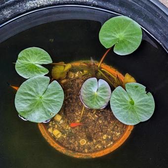 スイレンと金魚　天松庵　山梨県 スイレン,金魚,鉢の写真素材