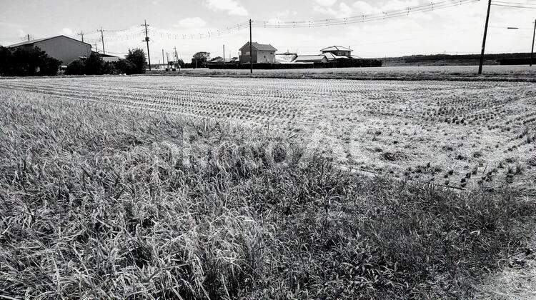 田舎の風景秋の田んぼ 何人もありません,風景,農業（商業企業）の写真素材