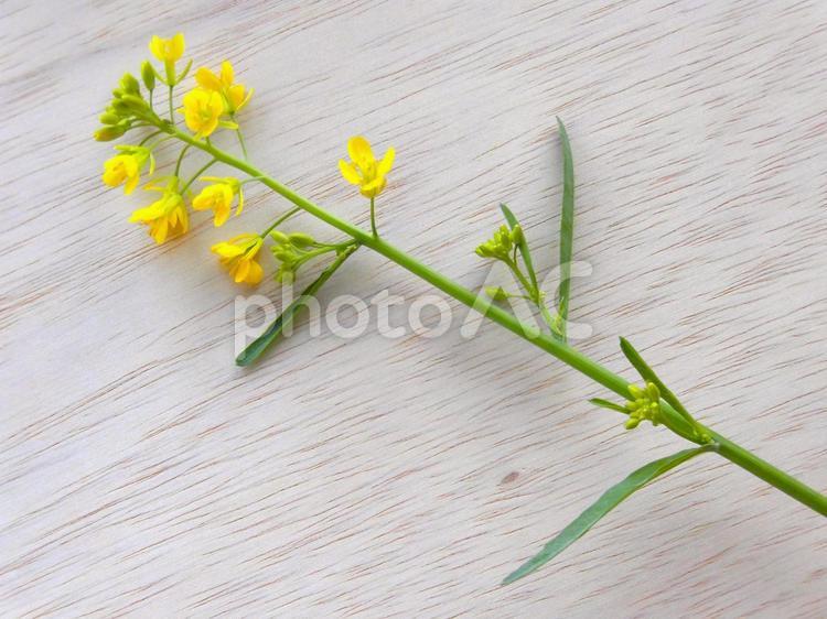 菜の花と木目調⑦ 菜の花,ボタニカル,背景の写真素材