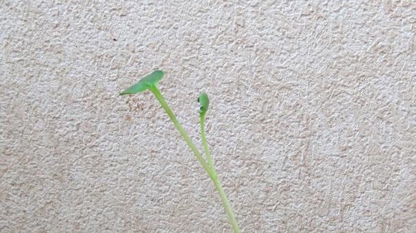 大根の種の発芽・1 大根の種の発芽・1 発芽,苗,大根の写真素材