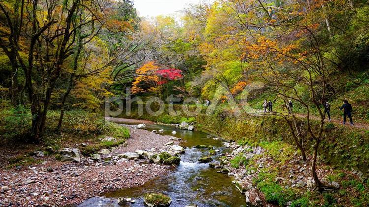 上帝釈峡の美しい紅葉 秋,紅葉,黄葉の写真素材