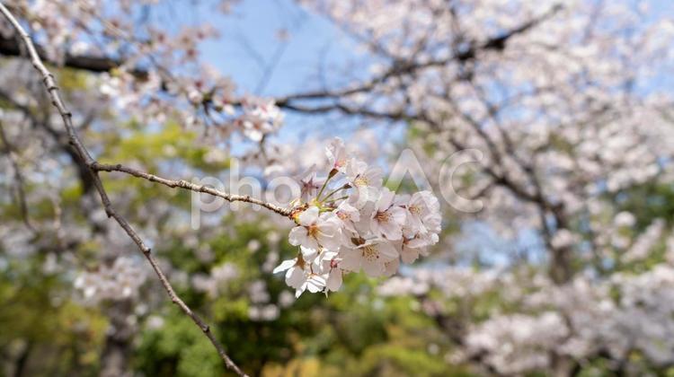 さくらバナー用 ソメイヨシノ,公園,満開の写真素材