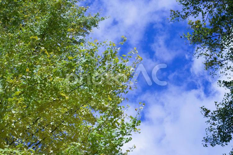 秋の空とイチョウ2 青空,空,雲の写真素材