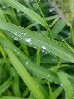 葉っぱと水滴の写真