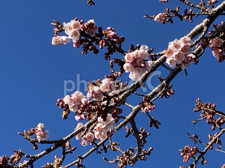 寒桜 寒桜,花びら,つぼみの写真素材