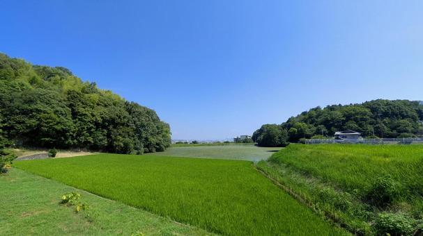 風がそよぐ、田園の情景 夏,田園,田んぼの写真素材