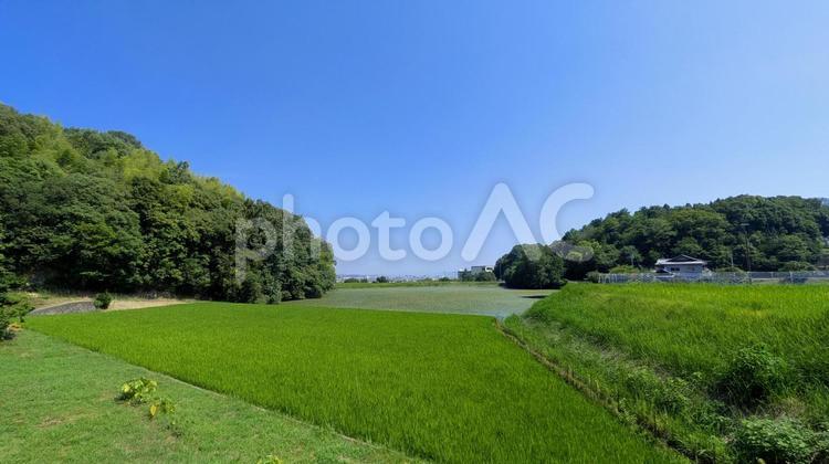 風がそよぐ、田園の情景 夏,田園,田んぼの写真素材