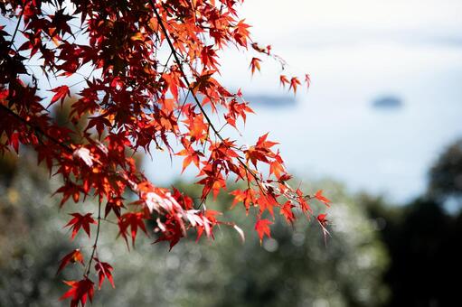 紅葉 植物,紅葉,もみじの写真素材