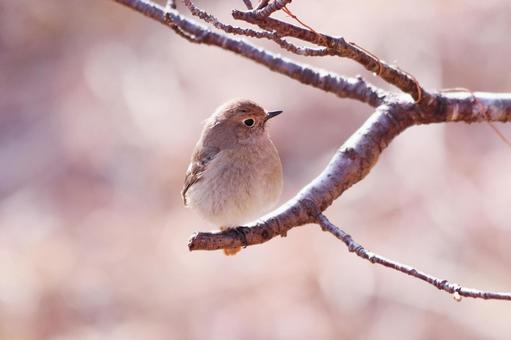 枝にとまる可愛いジョウビタキの雌 鳥,ジョウビタキ,自然の写真素材
