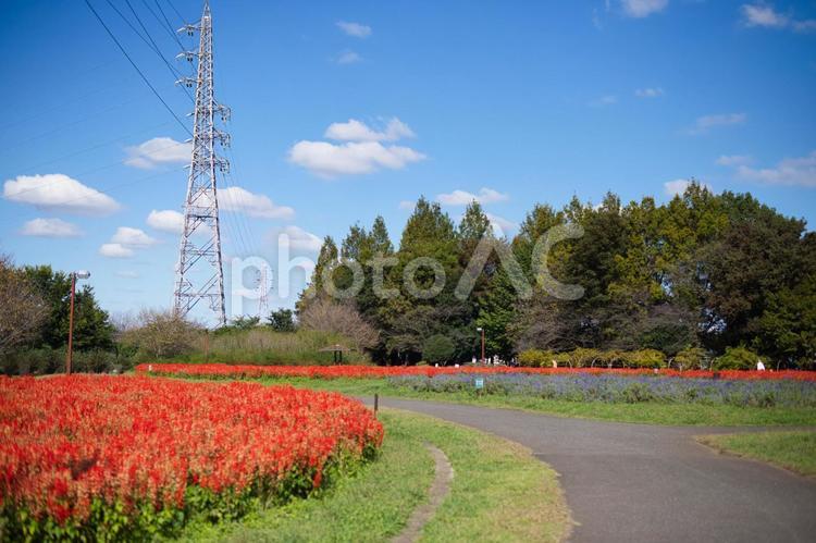 鉄塔とサルビア 晴れ,サルビア,野外の写真素材