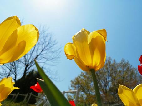 チューリップの花 春イメージ素材 チューリップの花 春イメージ素材の写真
