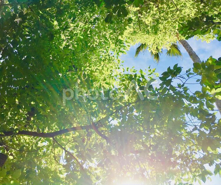 木漏れ日 葉,自然,木の写真素材