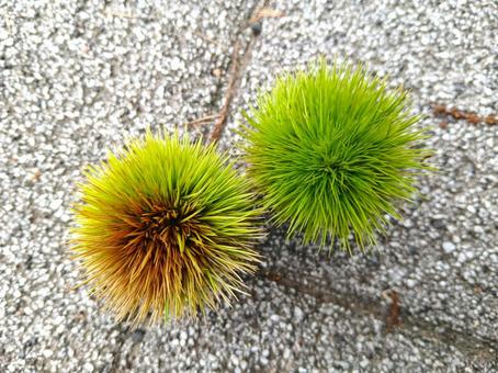 夏の毬栗 夏の毬栗の写真
