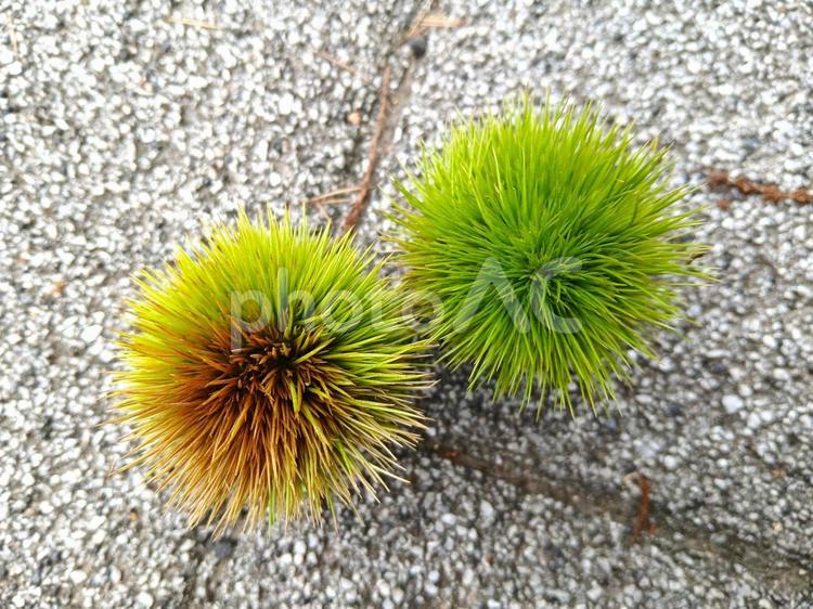夏の毬栗 栗,毬栗,栗のイガの写真素材