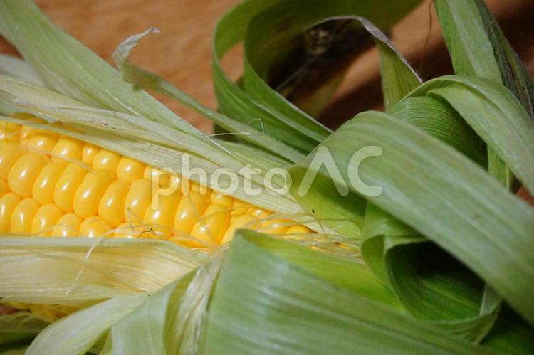 収穫したとうもろこし 収穫,とうもろこし,野菜の写真素材
