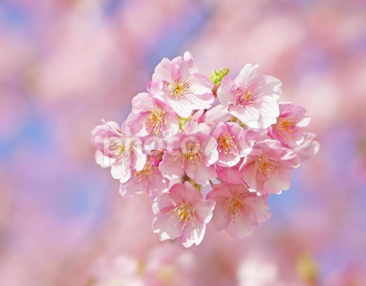 可愛いピンクの河津桜の花と春の青空 桜,青空,空の写真素材