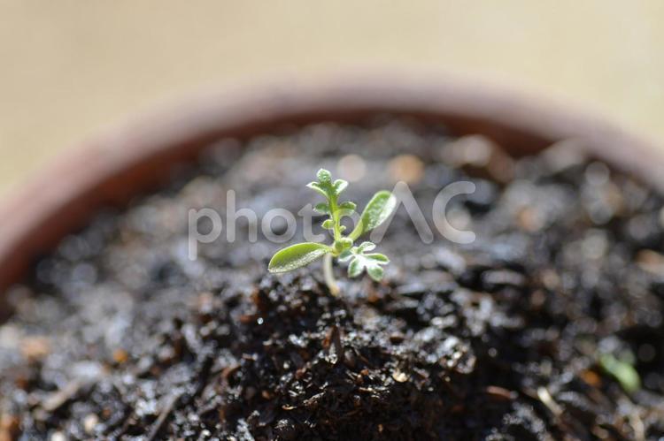 ネモフィラの発芽（植木鉢）07 ネモフィラ,植木鉢,発芽の写真素材