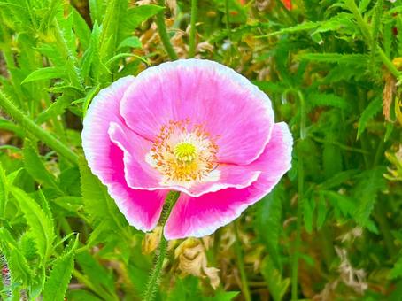 Photo, poppy, flower, cute, 