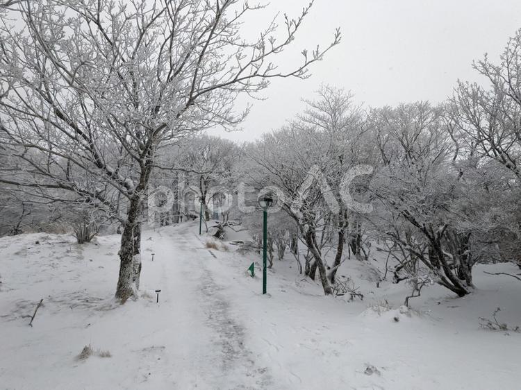 霧氷に覆われた鶴見岳の冬景色 霧氷,積雪,鶴見岳の写真素材