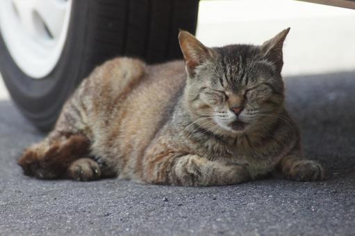 ねこ にゃんこ,可愛い,野良猫の写真素材