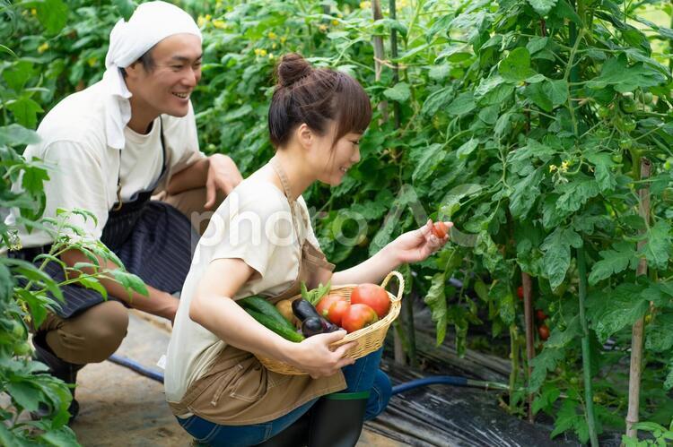 トマトを栽培する男女 家庭菜園,野菜,農業体験の写真素材