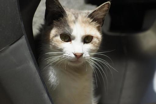 ねこ のらねこ,にゃんこ,可愛いの写真素材