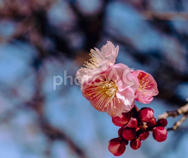 本庄運動公園　梅の花3ｰ3 本庄運動公園,梅の花,梅花の写真素材