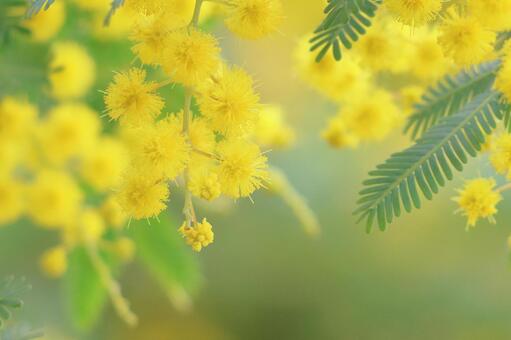 Mimosa spring flowers, JPG