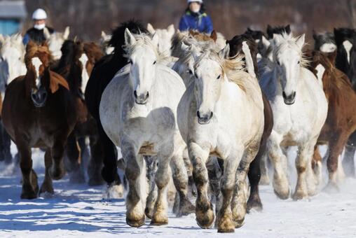 冬に走る馬の群れ 馬,冬,馬追いの写真素材